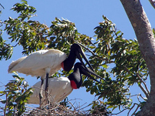 Brazil-Pantanal-Pantanal - Wildlife Safari